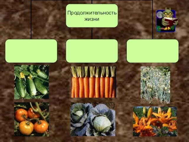 Однолетние Двулетние Многолетние