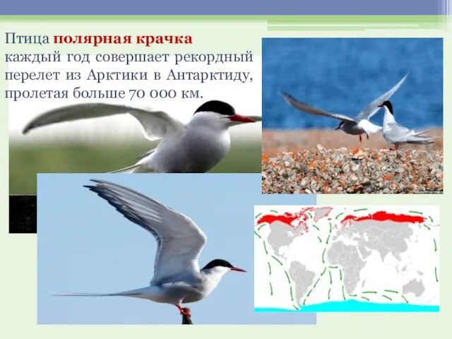 Птица полярная крачка каждый год совершает рекордный перелет из Арктики в