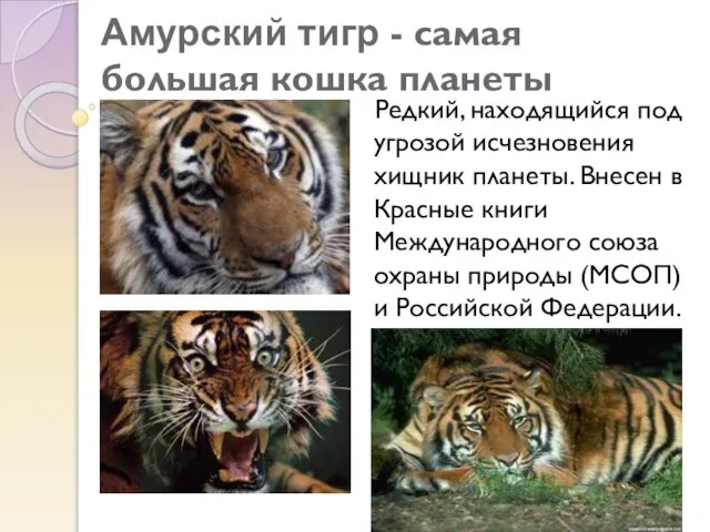 Амурский тигр - самая большая кошка планеты Редкий, находящийся под угрозой