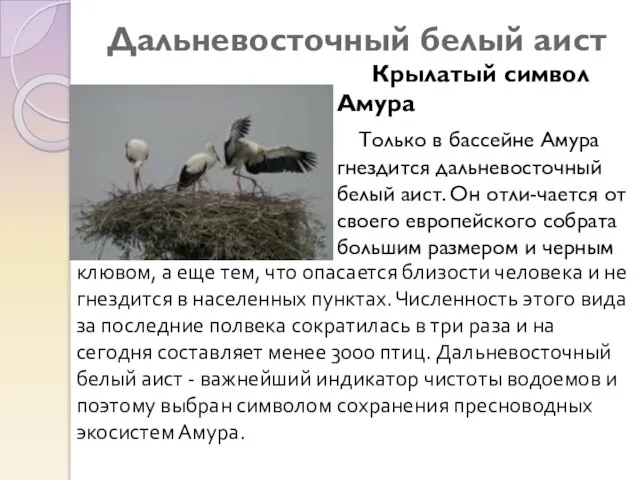 Дальневосточный белый аист Крылатый символ Амура Только в бассейне Амура гнездится