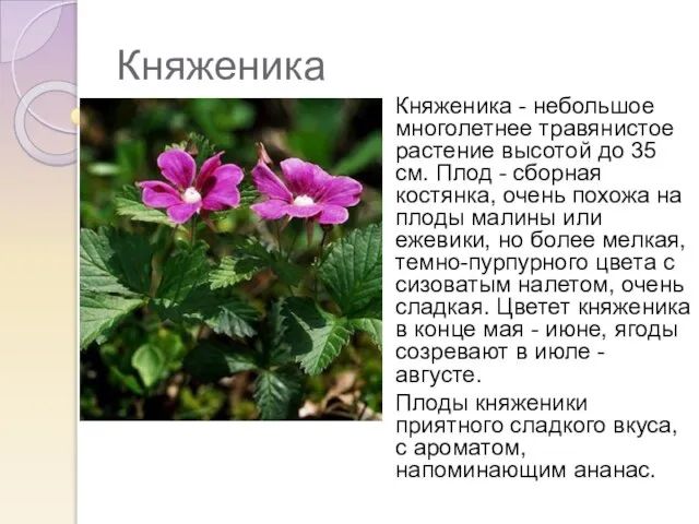 Княженика Княженика - небольшое многолетнее травянистое растение высотой до 35 см.