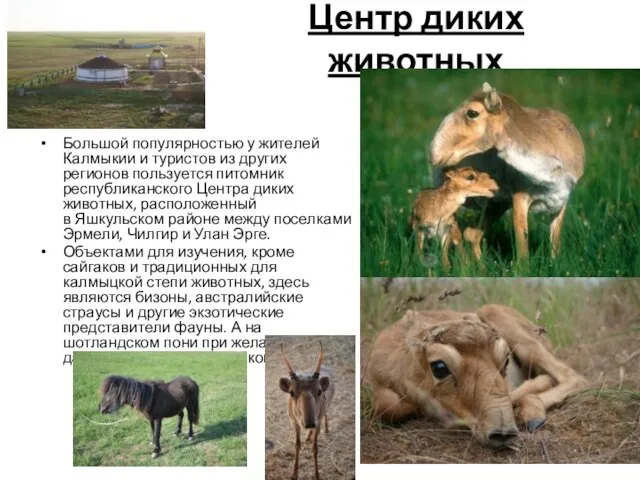 Центр диких животных Большой популярностью у жителей Калмыкии и туристов из