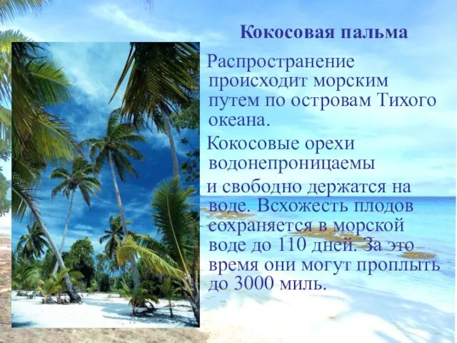 Кокосовая пальма Распространение происходит морским путем по островам Тихого океана. Кокосовые