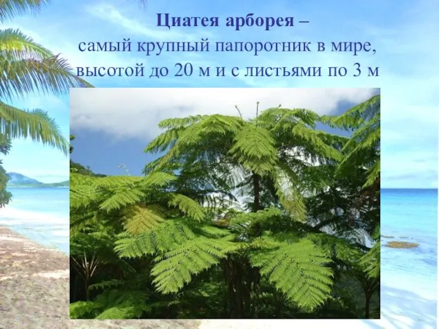 Циатея арборея – самый крупный папоротник в мире, высотой до 20