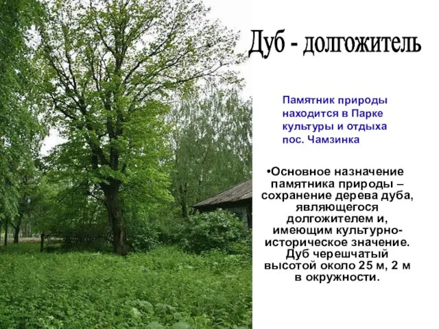 Основное назначение памятника природы – сохранение дерева дуба, являющегося долгожителем и,