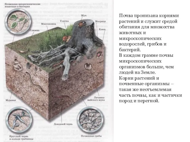 Почва пронизана корнями растений и служит средой обитания для множества животных