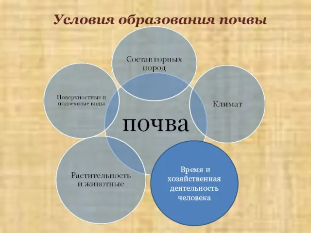 Условия образования почвы Время и хозяйственная деятельность человека