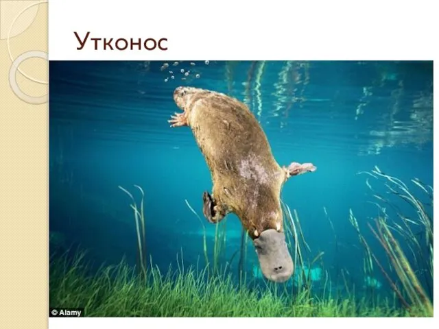 Утконос