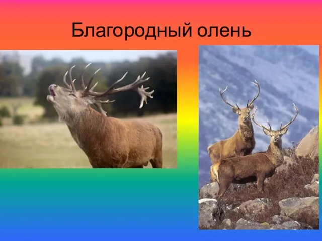 Благородный олень