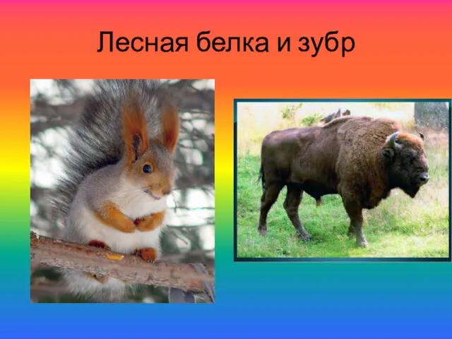 Лесная белка и зубр