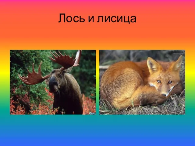 Лось и лисица