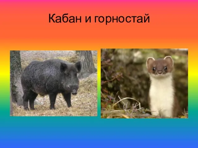 Кабан и горностай