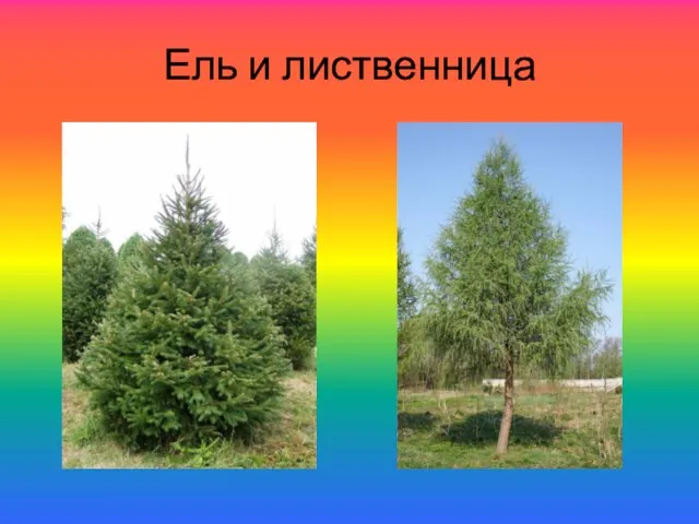 Ель и лиственница