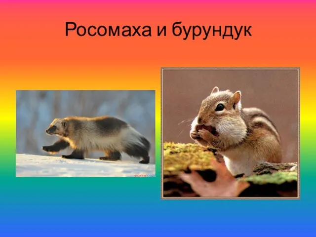 Росомаха и бурундук