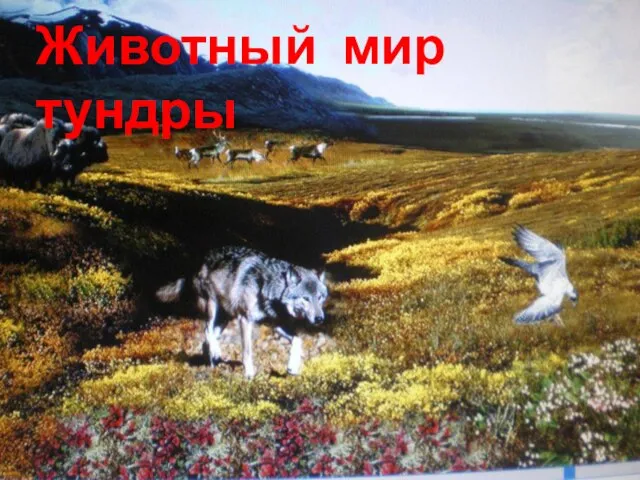 Животный мир тундры