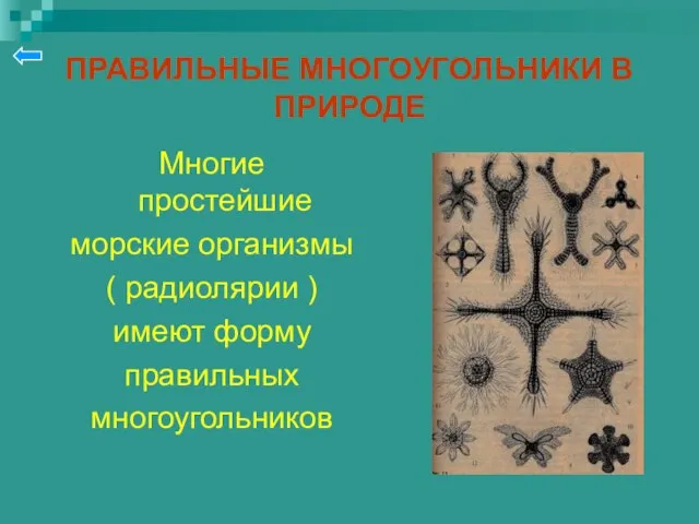 ПРАВИЛЬНЫЕ МНОГОУГОЛЬНИКИ В ПРИРОДЕ Многие простейшие морские организмы ( радиолярии ) имеют форму правильных многоугольников