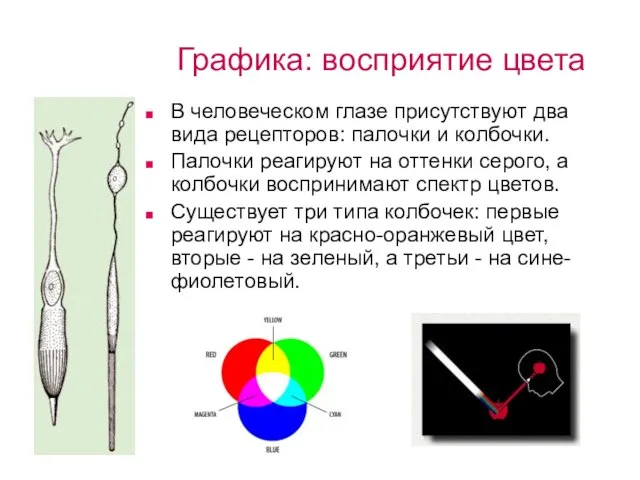 Графика: восприятие цвета В человеческом глазе присутствуют два вида рецепторов: палочки