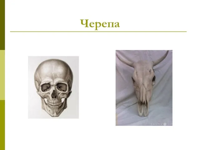 Черепа