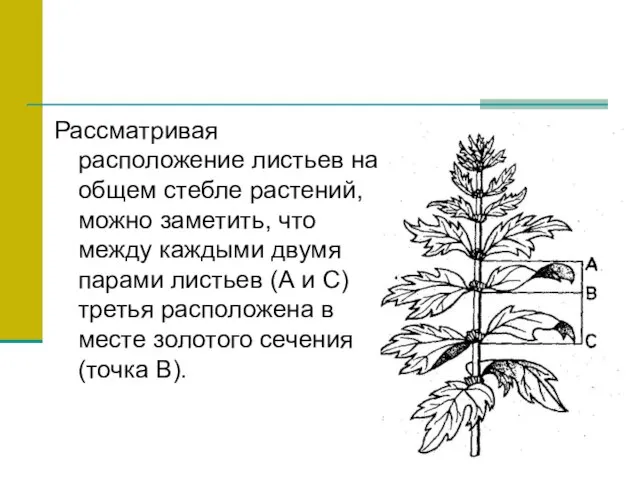 Рассматривая расположение листьев на общем стебле растений, можно заметить, что между