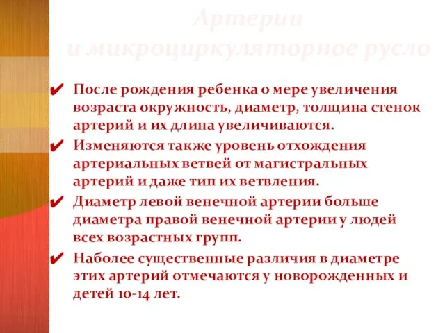 Артерии и микроциркуляторное русло После рождения ребенка о мере увеличения возраста