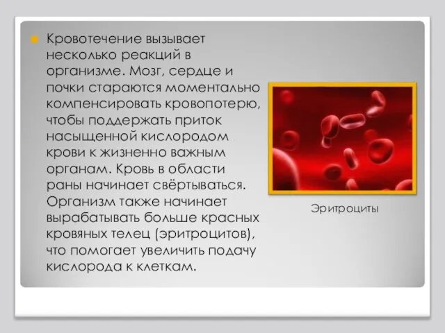 Кровотечение вызывает несколько реакций в организме. Мозг, сердце и почки стараются