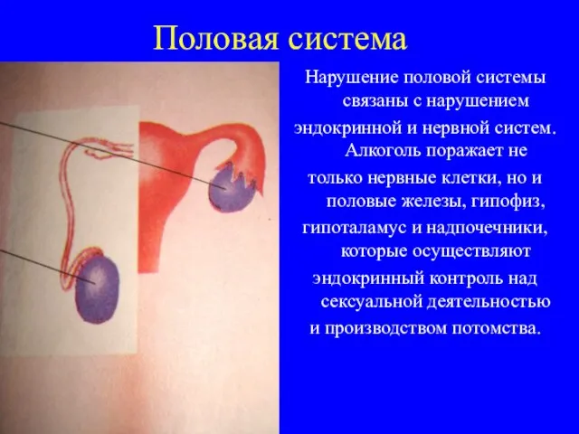 Половая система Нарушение половой системы связаны с нарушением эндокринной и нервной