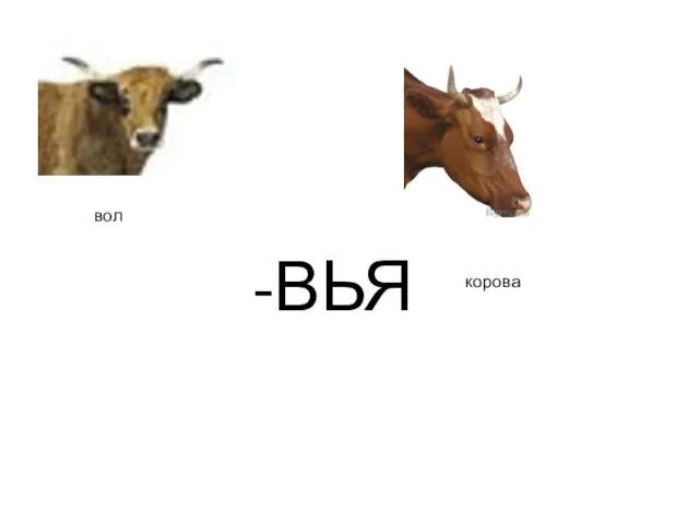 -ВЬЯ вол корова