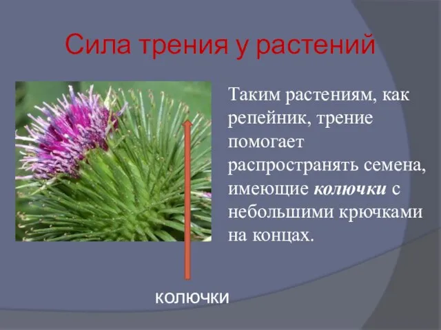 Сила трения у растений Таким растениям, как репейник, трение помогает распространять