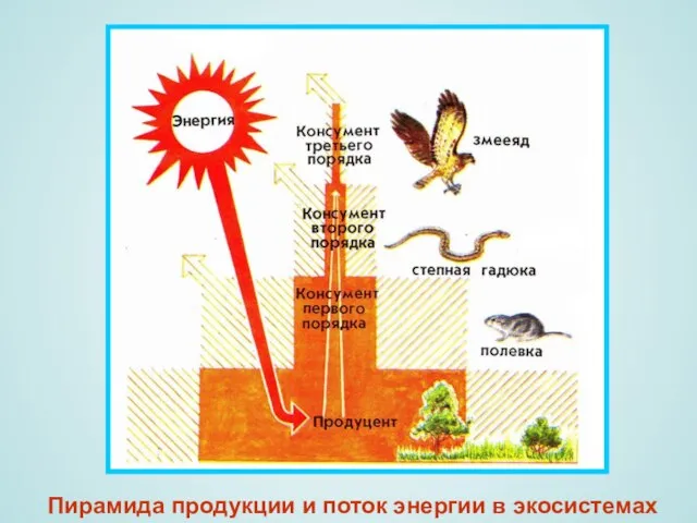 Пирамида продукции и поток энергии в экосистемах