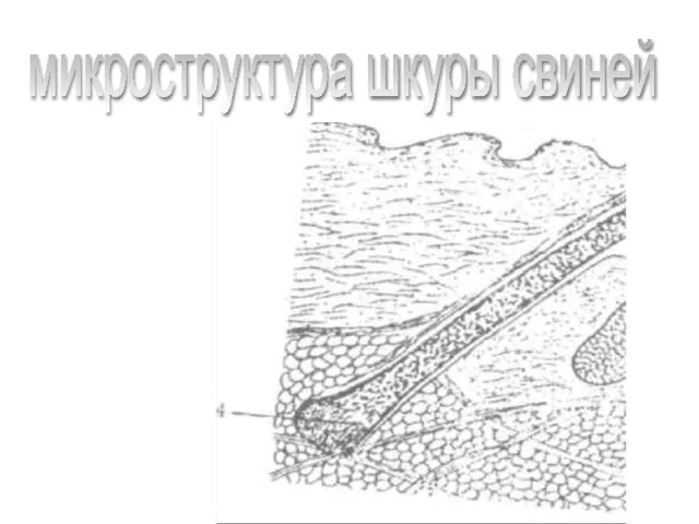 микроструктура шкуры свиней