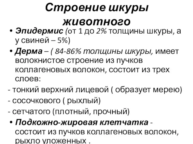 Строение шкуры животного Эпидермис (oт 1 до 2% толщины шкуры, а