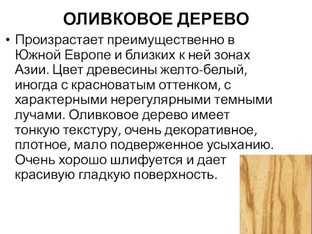 ОЛИВКОВОЕ ДЕРЕВО Произрастает преимущественно в Южной Европе и близких к ней