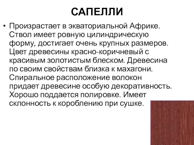 САПЕЛЛИ Произрастает в экваториальной Африке. Ствол имеет ровную цилиндрическую форму, достигает