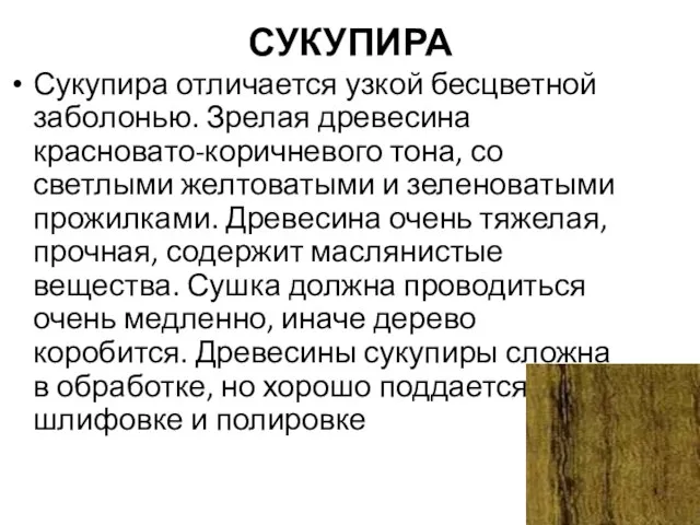 СУКУПИРА Сукупира отличается узкой бесцветной заболонью. Зрелая древесина красновато-коричневого тона, со