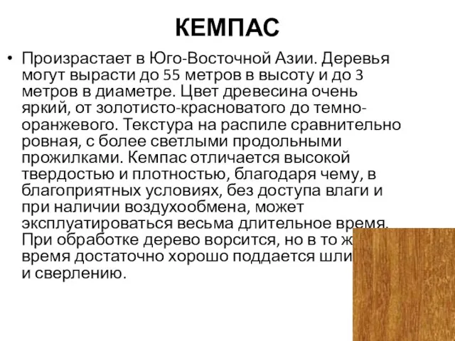 КЕМПАС Произрастает в Юго-Восточной Азии. Деревья могут вырасти до 55 метров