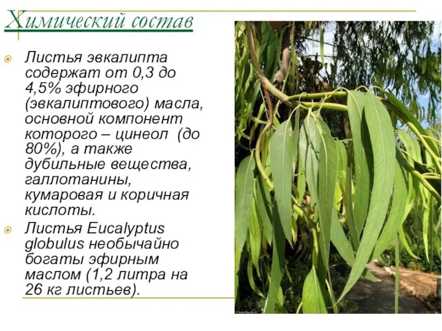 Химический состав Листья эвкалипта содержат от 0,3 до 4,5% эфирного (эвкалиптового)
