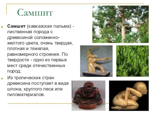 Самшит Самшит (кавказская пальма) - лиственная порода с древесиной соломенно-желтого цвета,