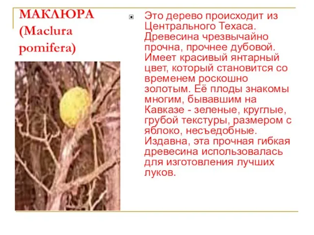 МАКЛЮРА (Maclura pomifera) Это дерево происходит из Центрального Техаса. Древесина чрезвычайно