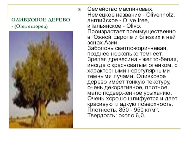 ОЛИВКОВОЕ ДЕРЕВО - (Olea europea) Семейство маслиновых. Немецкое название - Olivenholz,