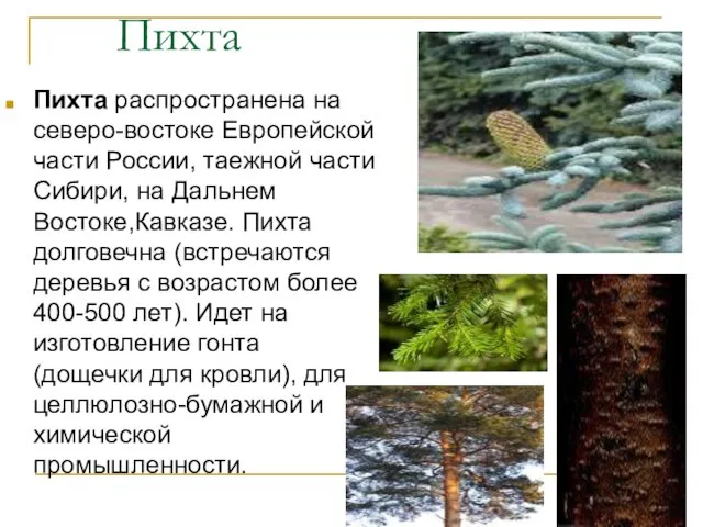 Пихта Пихта распространена на северо-востоке Европейской части России, таежной части Сибири,