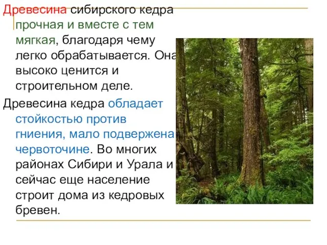 Древесина сибирского кедра прочная и вместе с тем мягкая, благодаря чему