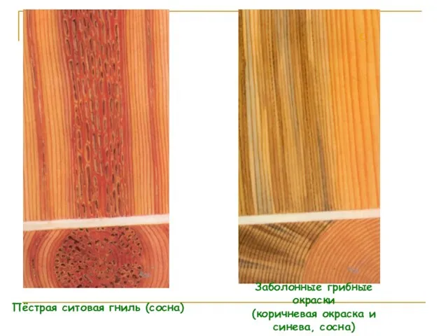 Пёстрая ситовая гниль (сосна) Заболонные грибные окраски (коричневая окраска и синева, сосна)