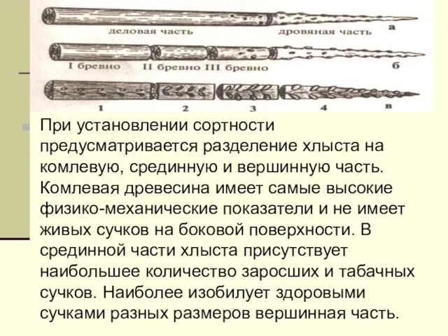 При установлении сортности предусматривается разделение хлыста на комлевую, срединную и вершинную