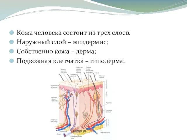 Кожа человека состоит из трех слоев. Наружный слой – эпидермис; Собственно