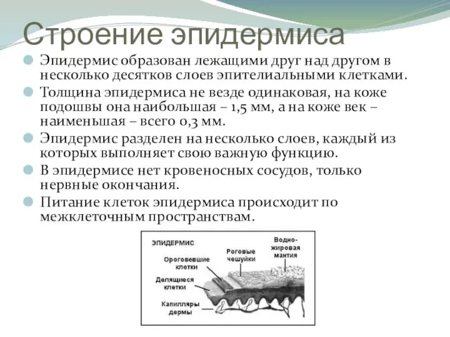 Строение эпидермиса Эпидермис образован лежащими друг над другом в несколько десятков