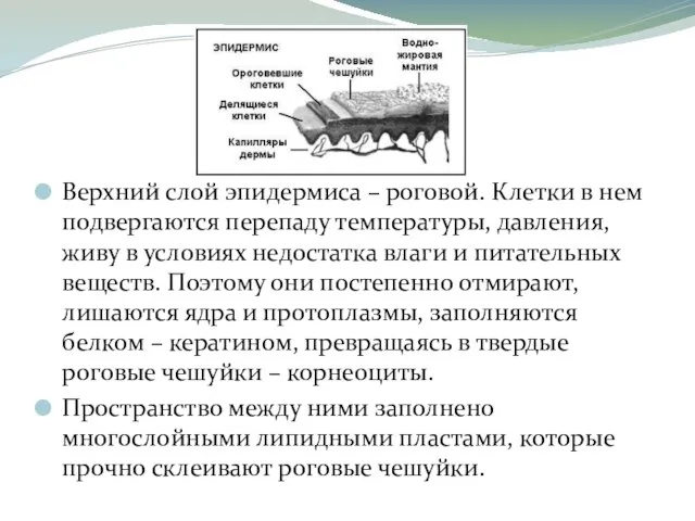 Верхний слой эпидермиса – роговой. Клетки в нем подвергаются перепаду температуры,