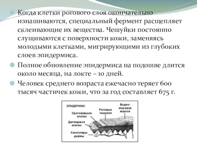 Когда клетки рогового слоя окончательно изнашиваются, специальный фермент расщепляет склеивающие их