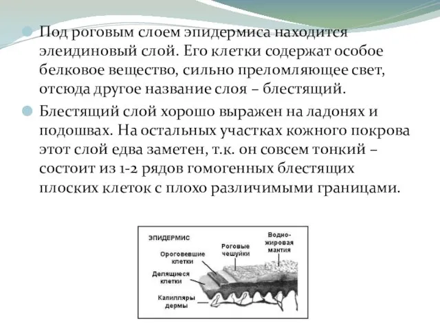 Под роговым слоем эпидермиса находится элеидиновый слой. Его клетки содержат особое