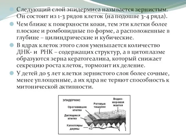 Следующий слой эпидермиса называется зернистым. Он состоит из 1-3 рядов клеток