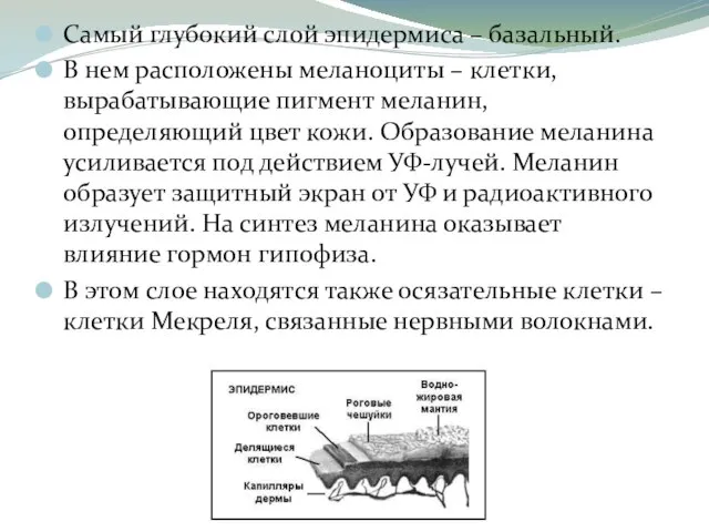 Самый глубокий слой эпидермиса – базальный. В нем расположены меланоциты –